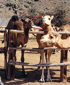 camellos 3jugetones