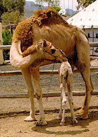 camellos BigSmall