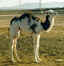 camellos MiniMulticolor