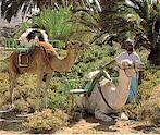 camellos caravana dos