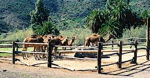 camellos coral2