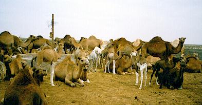 camellos descanso