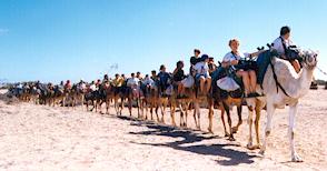 camellos dunas3