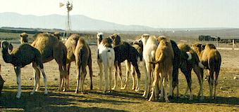 camellos juventud