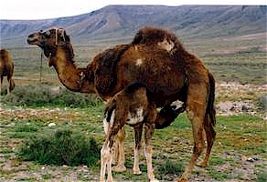 camellos nurse