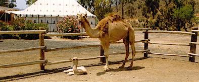 camellos coralrest
