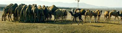 camellos reunion